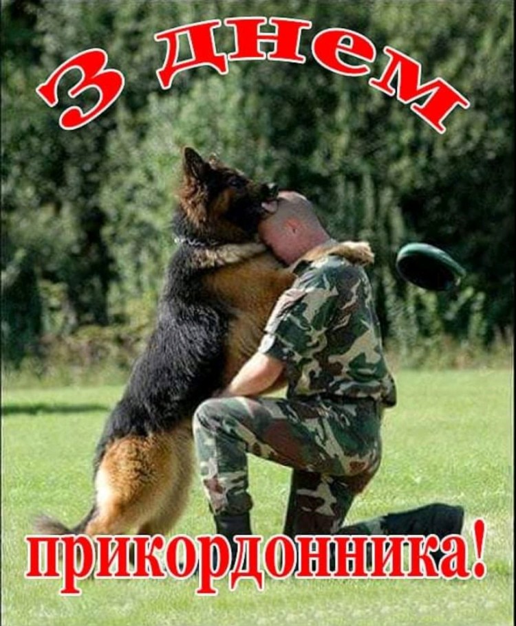 Собака в самолете