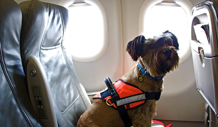 Собака в салоне самолета
