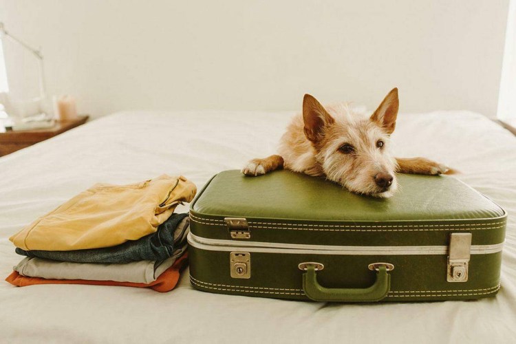 Собака в самолете