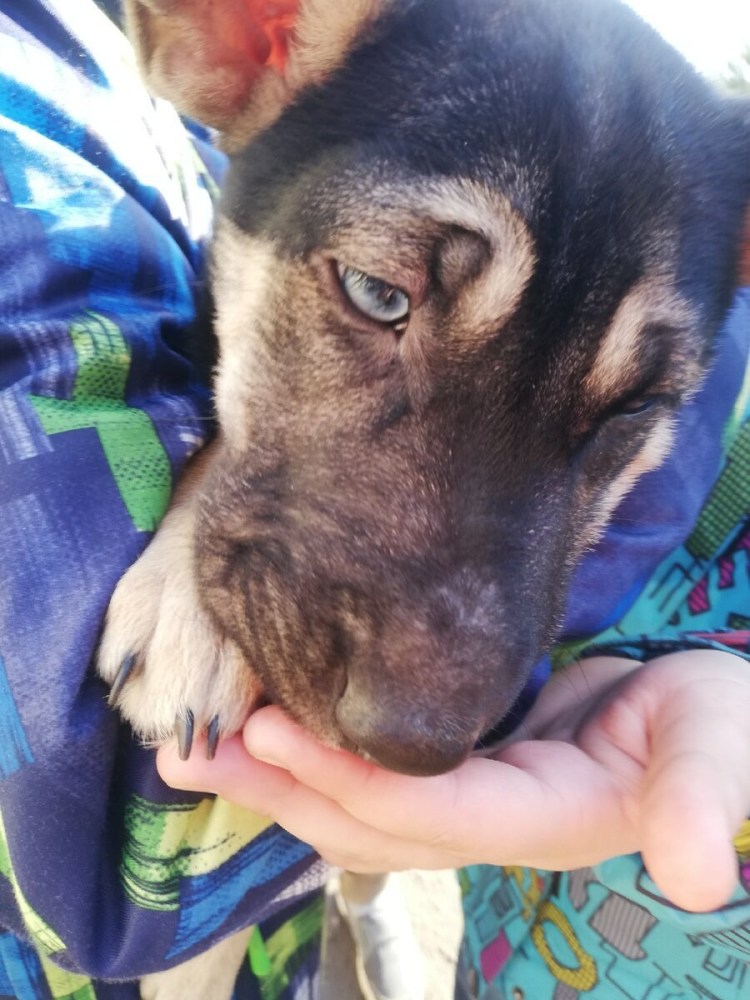 Помесь шарпея и хаски