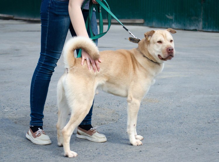 Алабай с шарпеем помесь