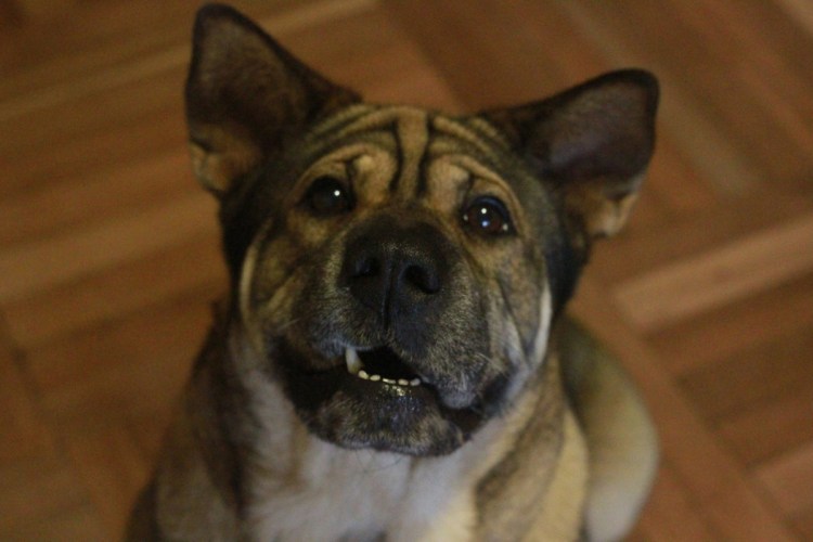 Помесь шарпея и дворняги