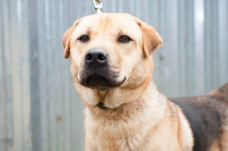 Помесь шарпея и лабрадора