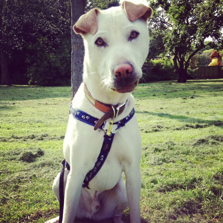 Шарпей и хаски