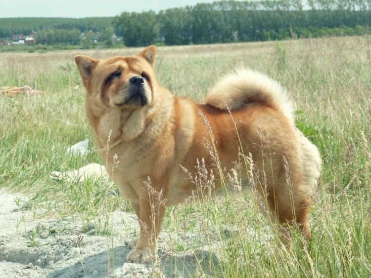 Акита с шарпеем