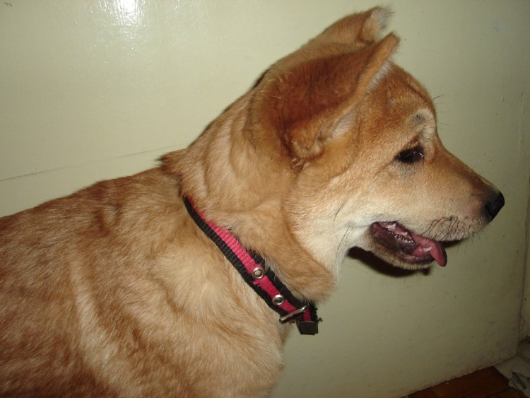 Метис шарпея и лайки