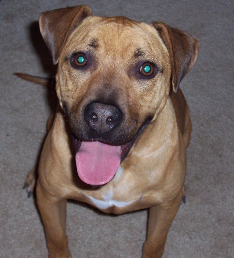 Питбуль и шарпей помесь