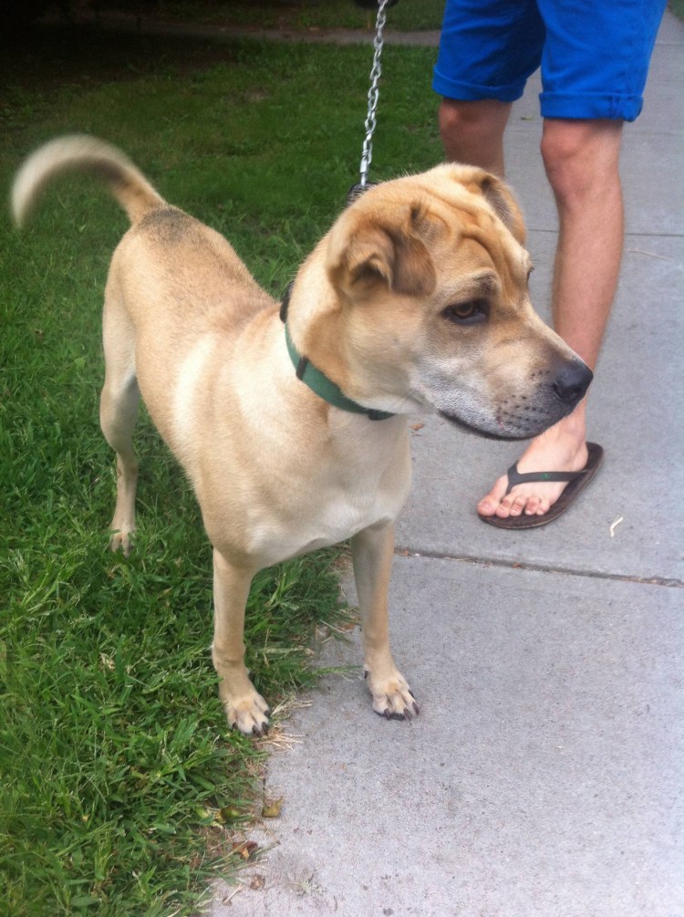 Шарпей с мопсом помесь