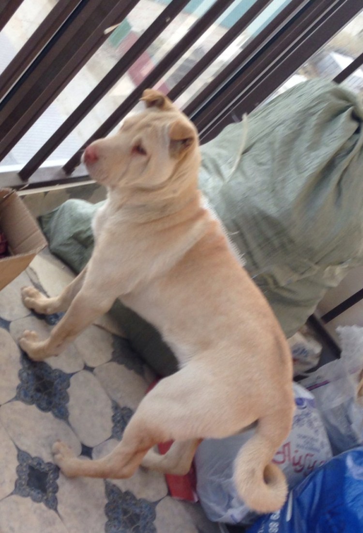 Смесь шарпея и хаски