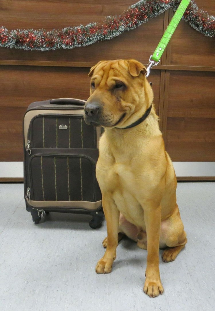 Помесь шарпея и лабрадора