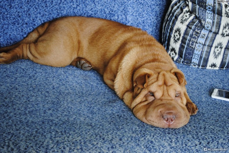 Диван шарпей