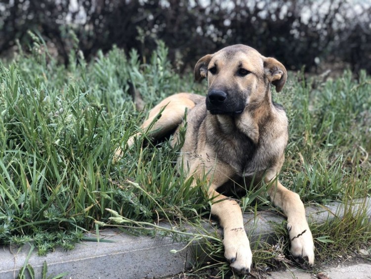 Метис шарпея