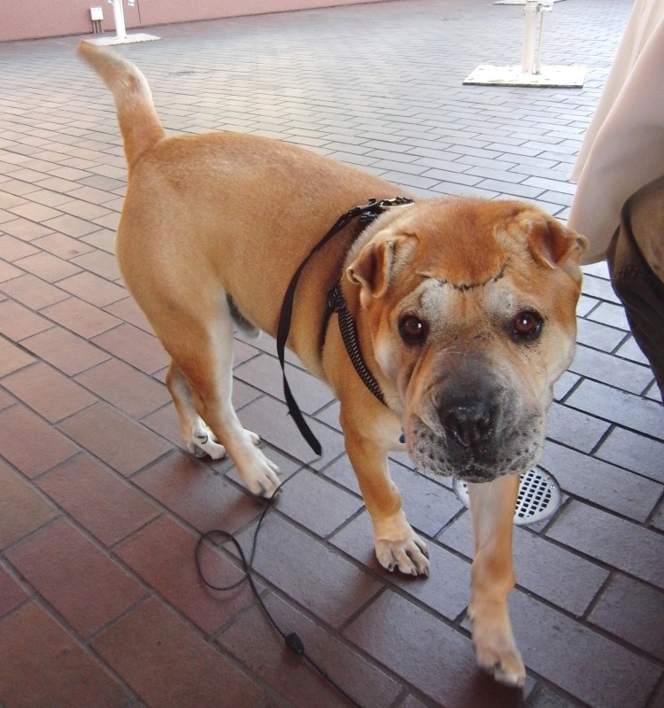 Питбуль и шарпей помесь