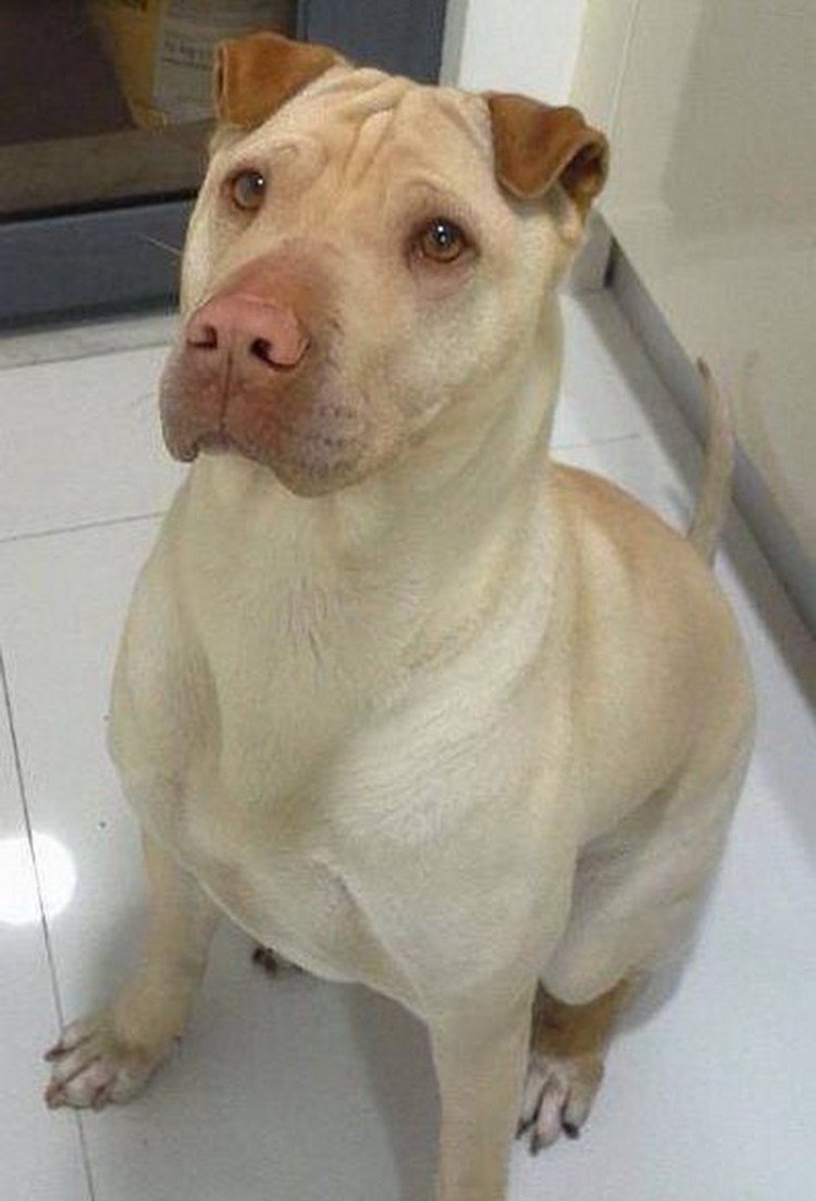 Питбуль и шарпей помесь