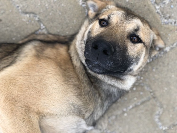 Метис шарпея