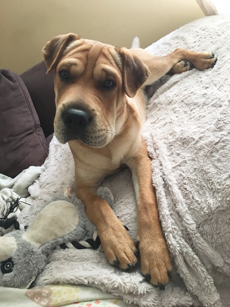 Такса с шарпеем