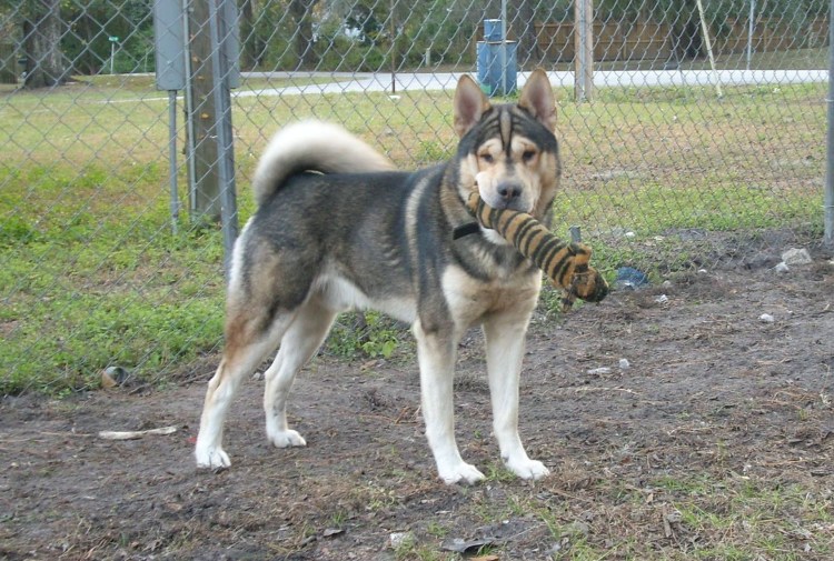 Помесь шарпея и хаски
