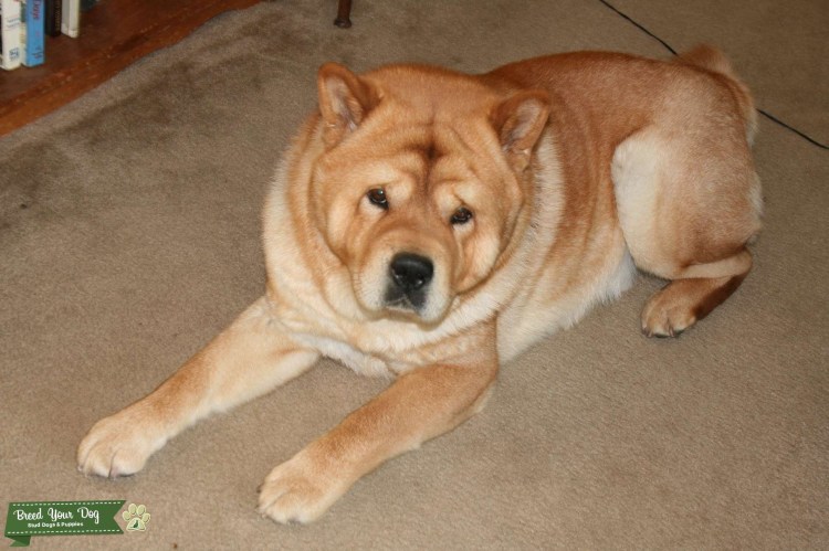 Чау чау и шарпей