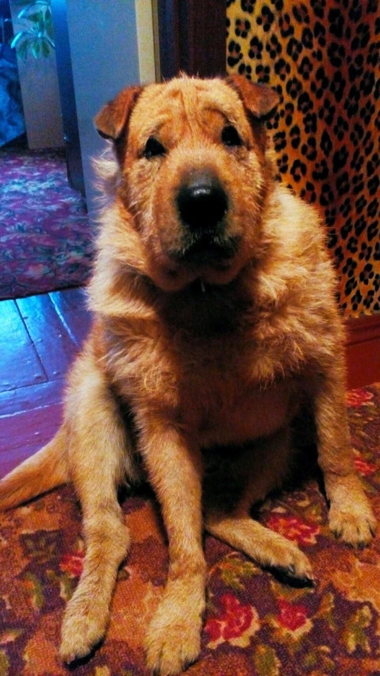 Порода шарпей метис