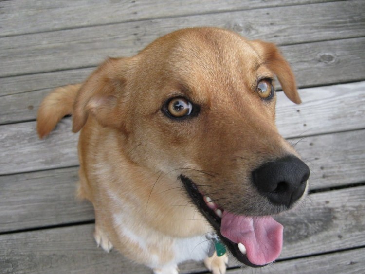 Метис хаски и риджбека