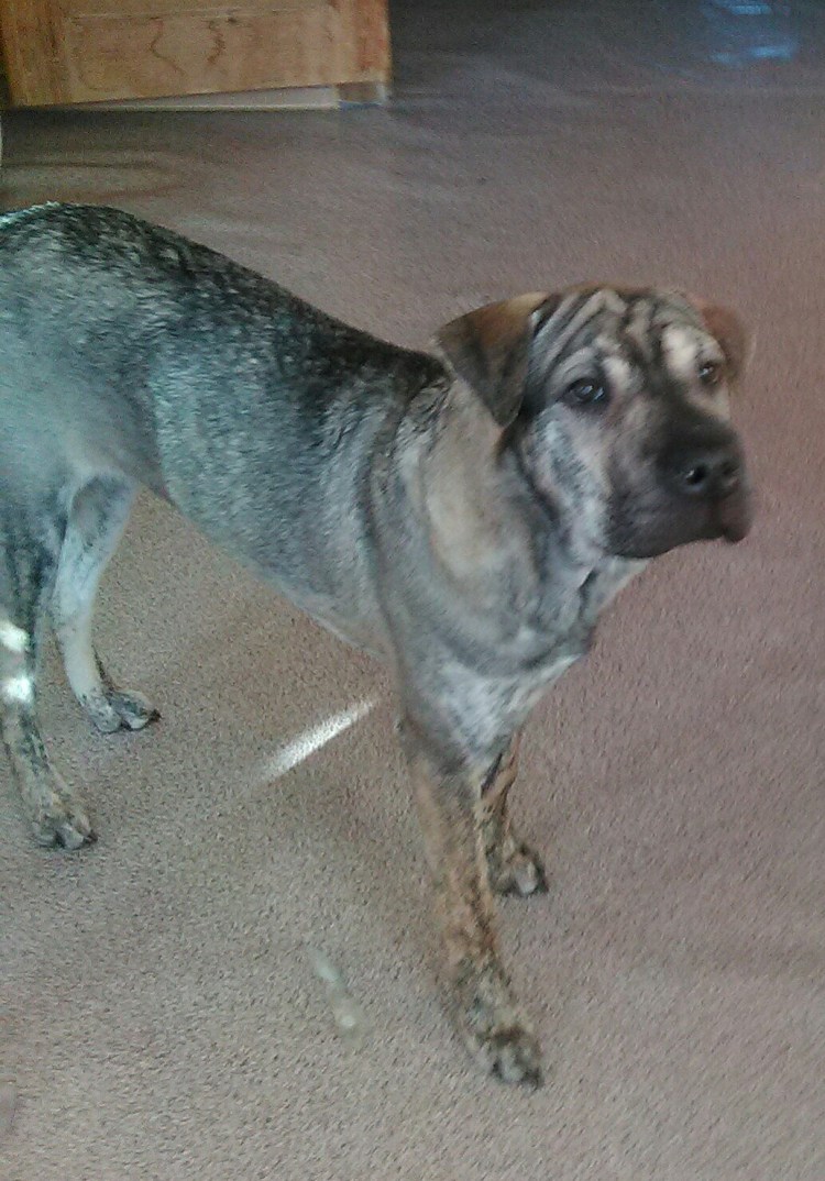 Метис шарпея и лайки