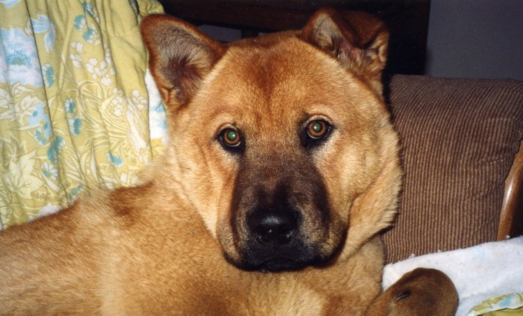 Метис шарпея и овчарки