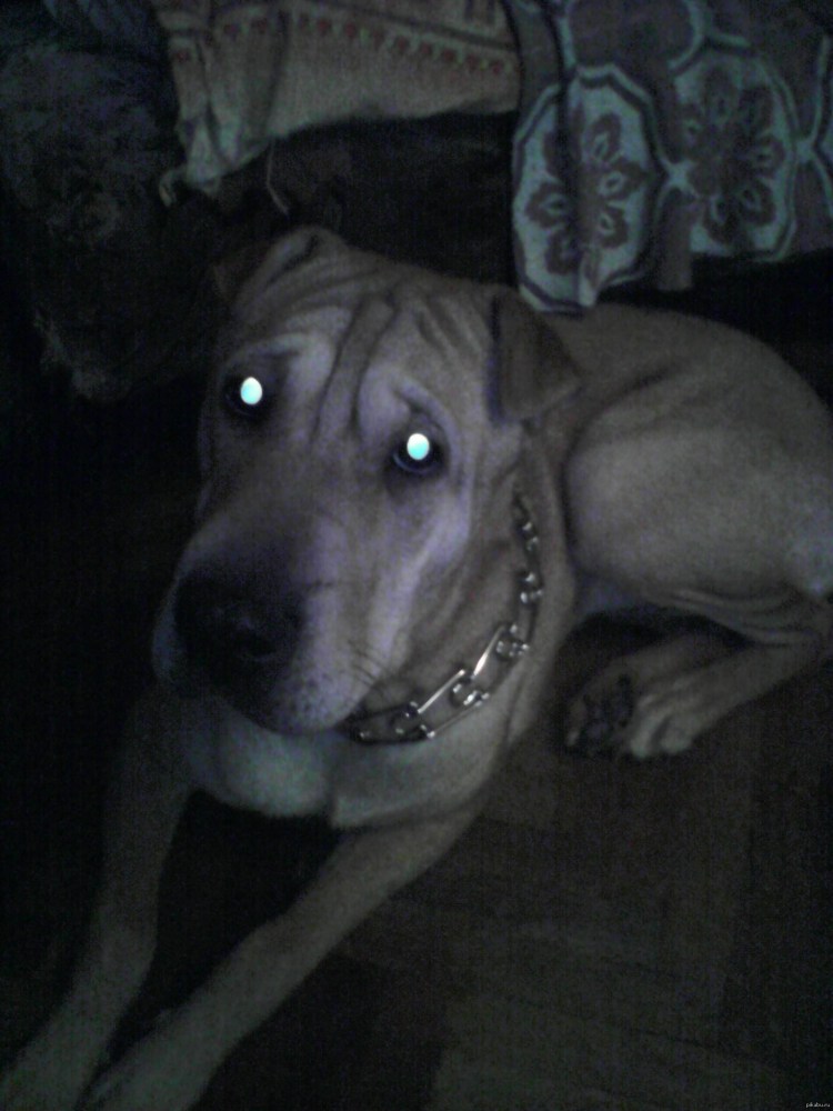 Метис шарпея и хаски