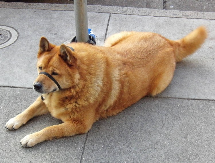 Помесь чау чау