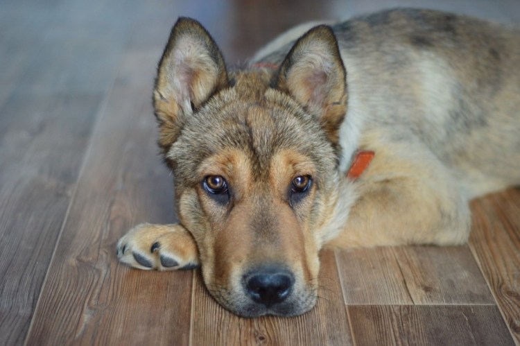 Метис шарпея и овчарки