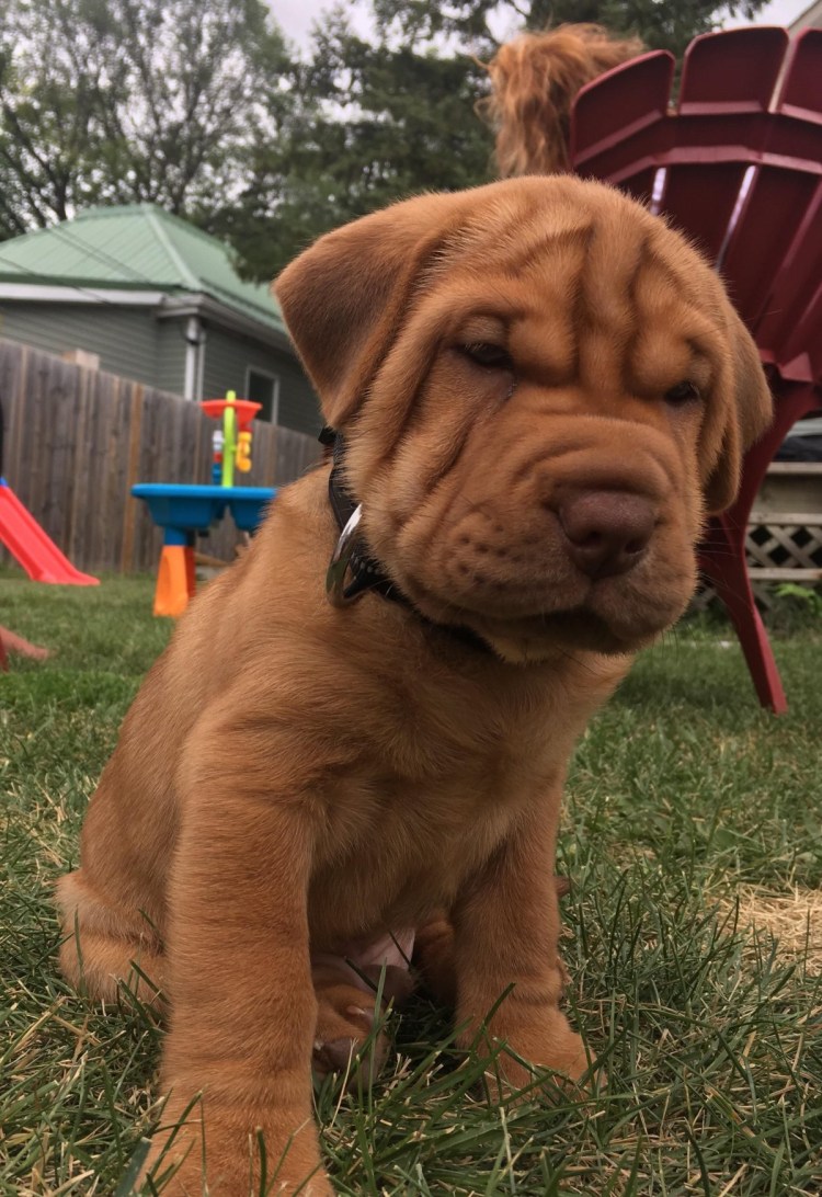 Метис шарпея