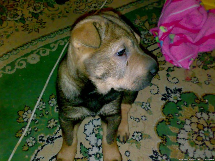 Шарпей скрещенный с лабрадором