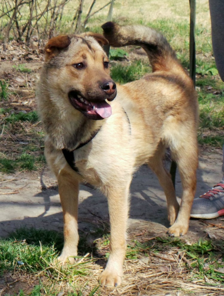 Собака шарпей метис