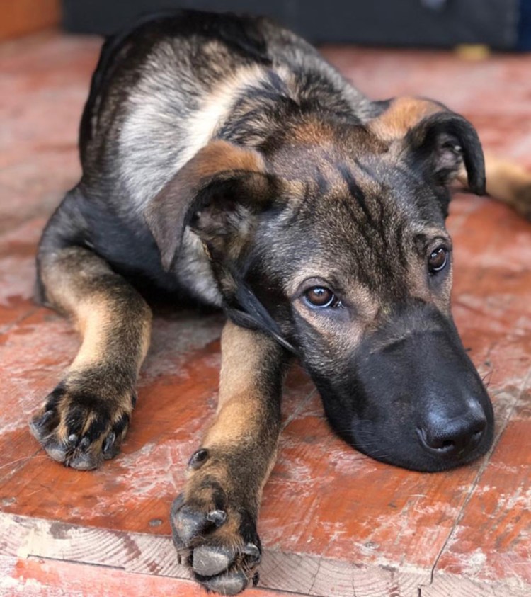 Шарпей с овчаркой