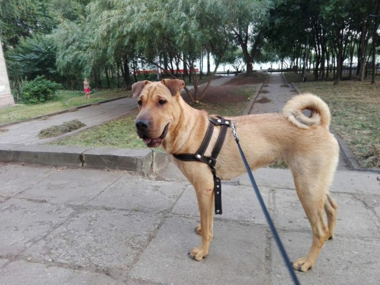 Порода собак метис шарпей