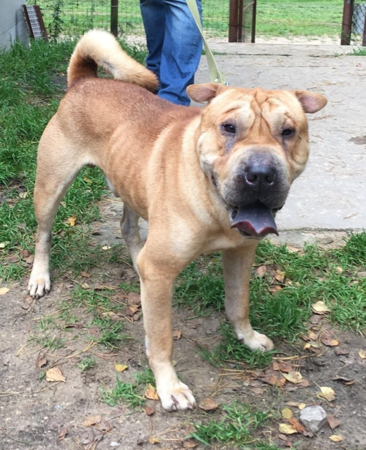 Шарпей Стаффорд помесь