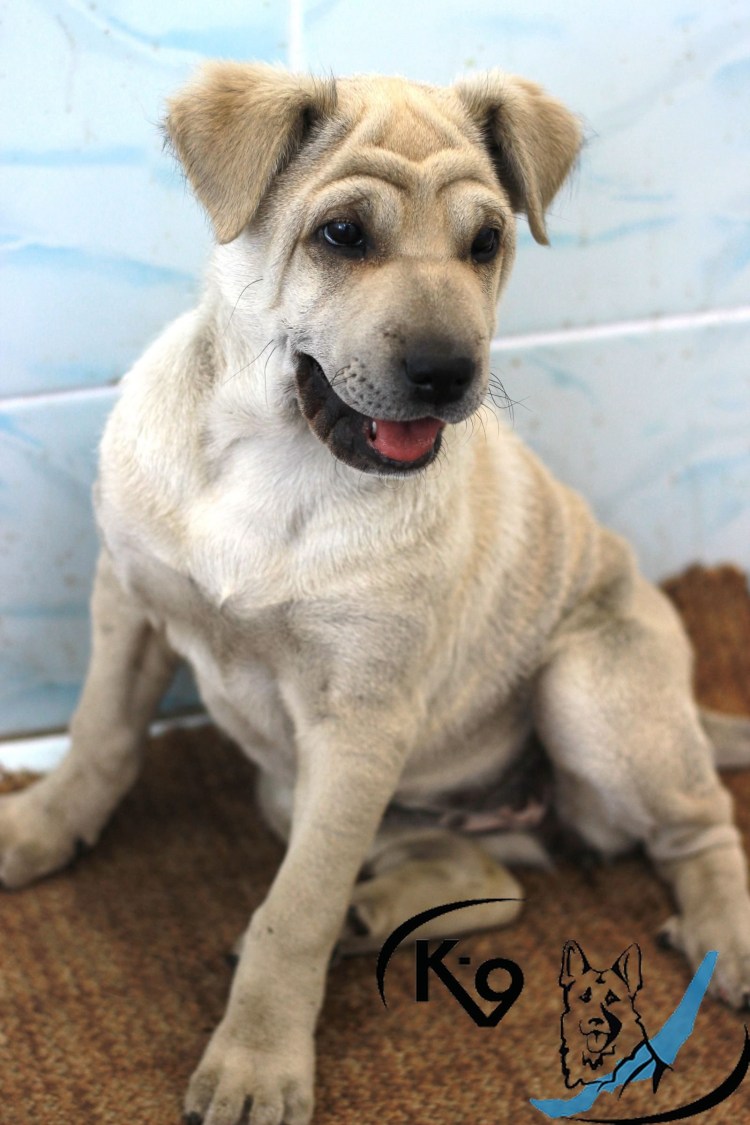 Метис шарпея