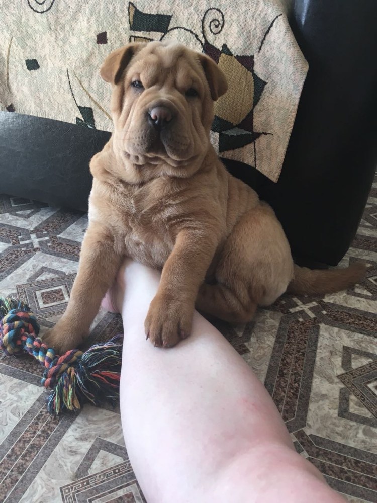 Метис шарпея и дворняги