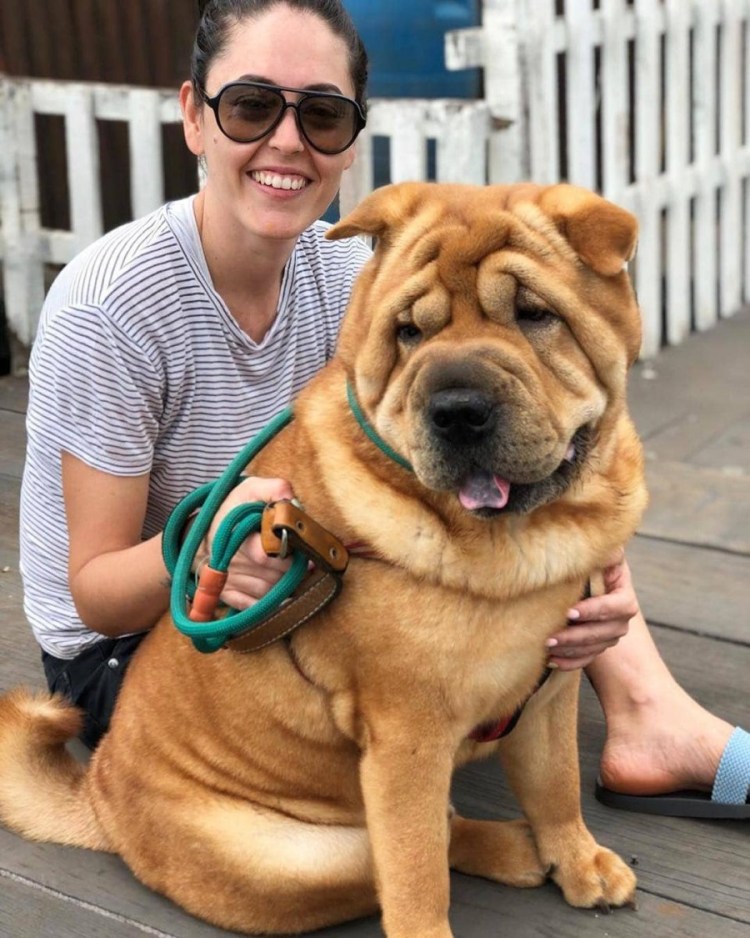 Собака шарпей метис