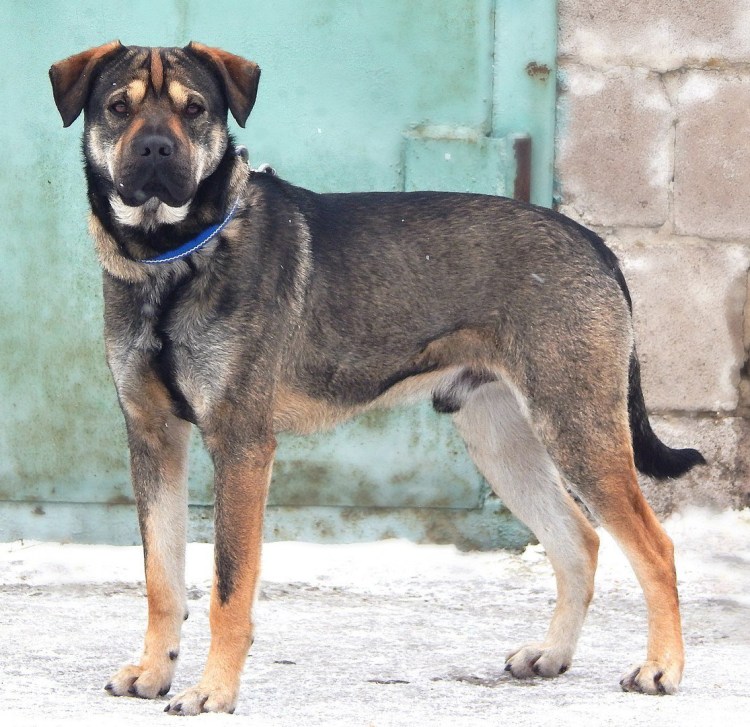 Шарпей с овчаркой