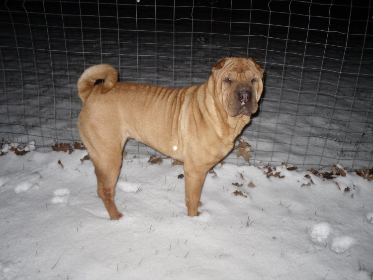 Шарпей скрещенный с мастифом