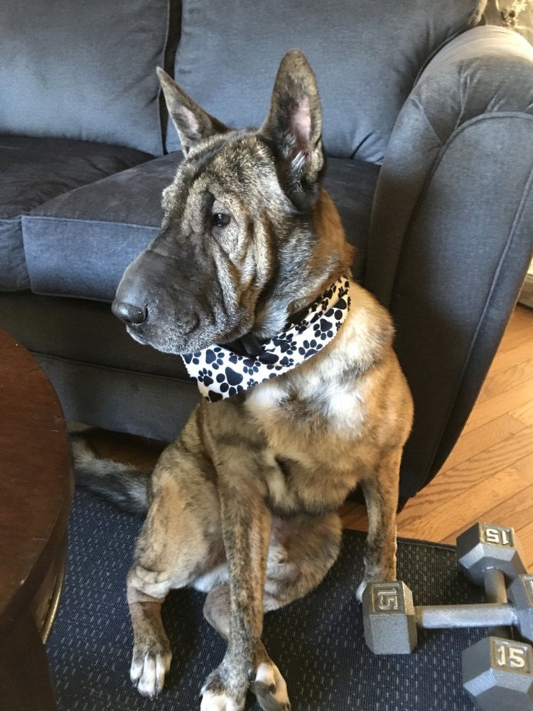 Помесь шарпея и овчарки