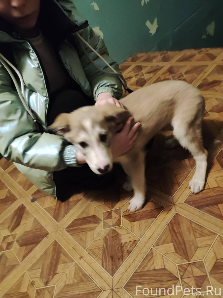 Хатико самый верный друг фильм 2008