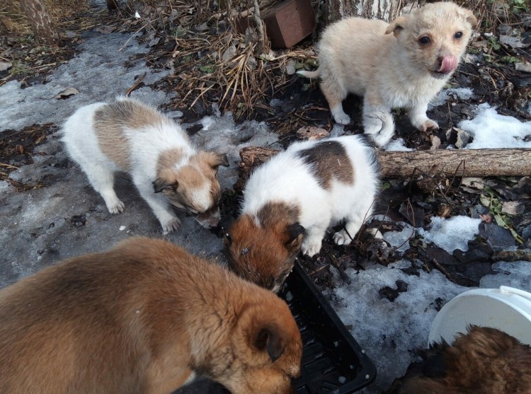 Собака и человек цитаты