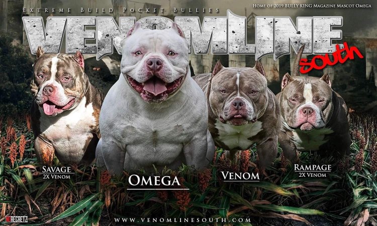 Американский булли обои