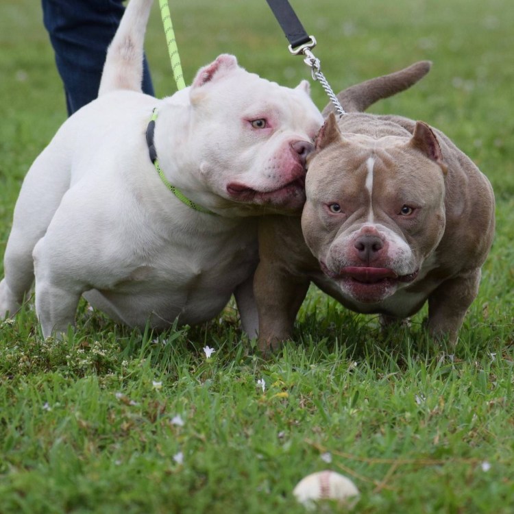 Американский булли покет экстрим