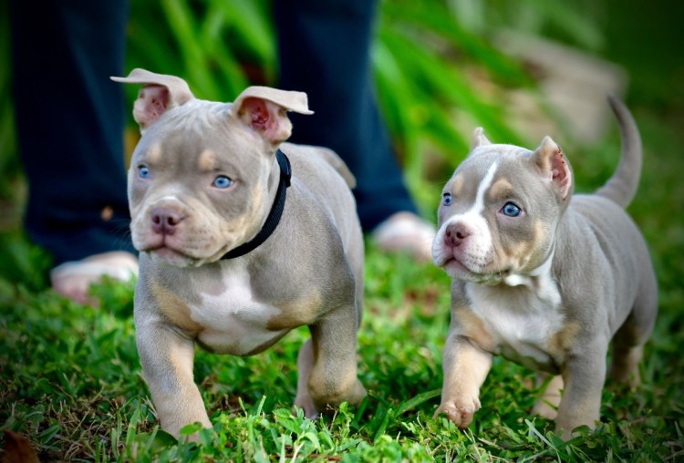 Американский булли метис