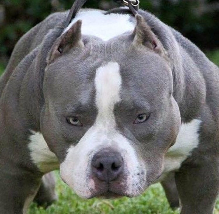 Американский булли палевый