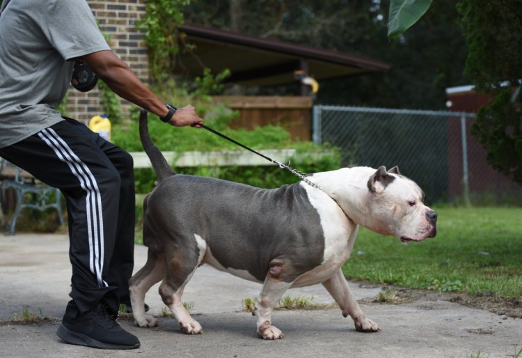 Булли XL стандарт