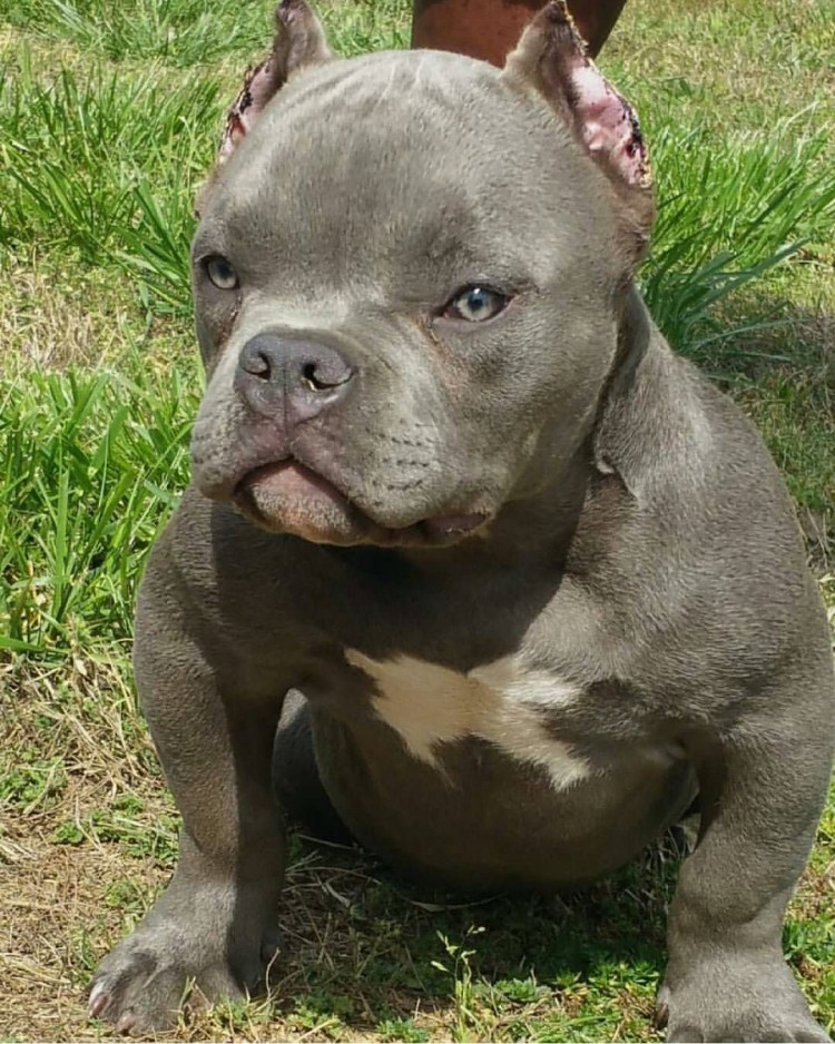 Питбуль американский питбультерьер щенок