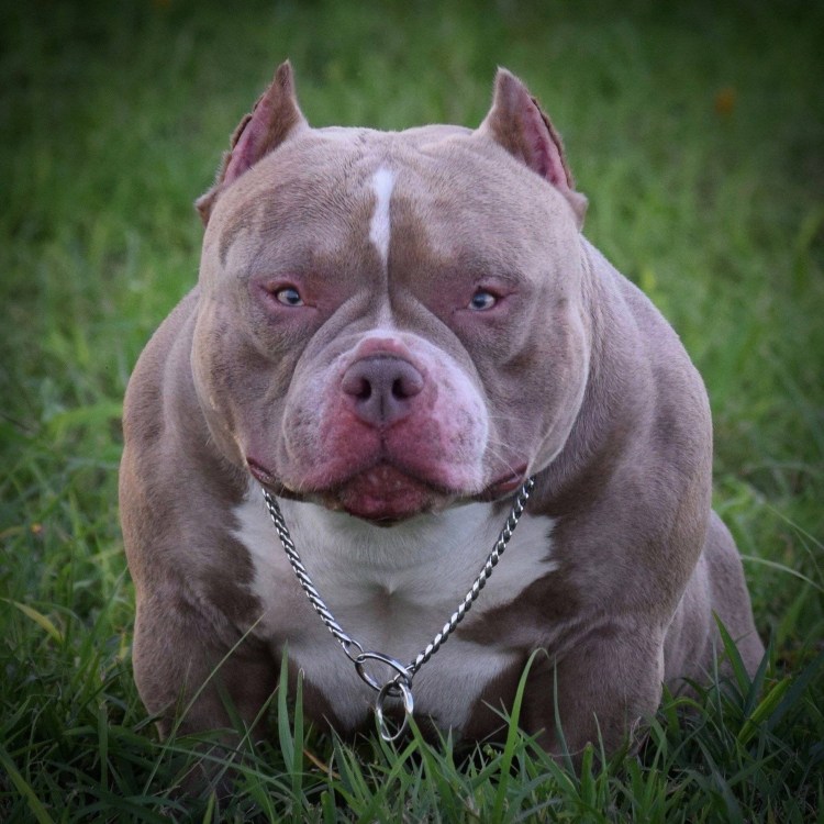 Бультерьер булли